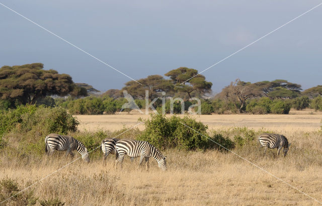 Burchell's zebra (Equus burchellii)