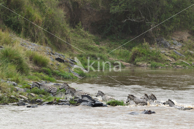 Burchell's zebra (Equus burchellii)