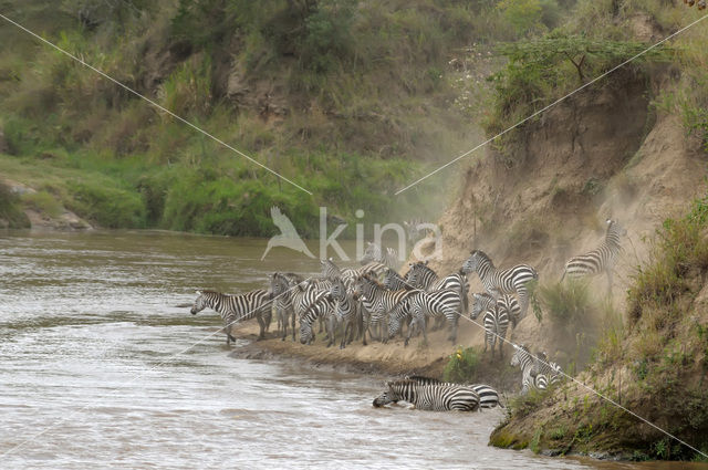 Burchell's zebra (Equus burchellii)