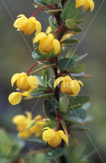 Calafate (Berberis buxifolia)