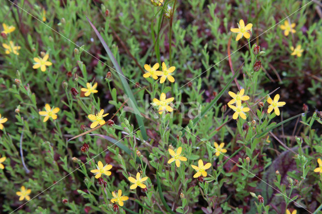 Irish St John’s-wort (Hypericum canadense)