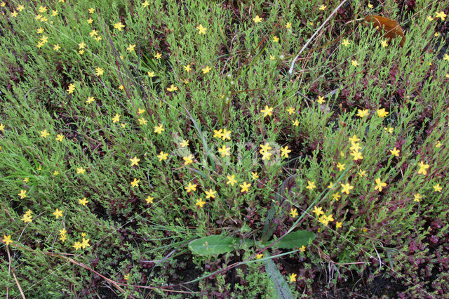 Irish St John’s-wort (Hypericum canadense)