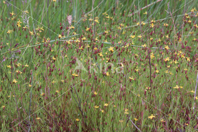 Canadees hertshooi (Hypericum canadense)