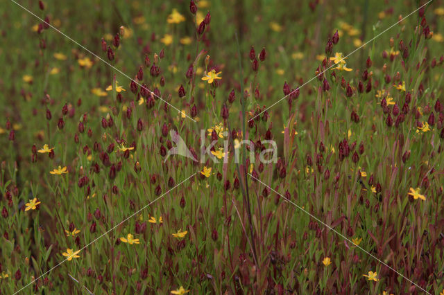 Irish St John’s-wort (Hypericum canadense)