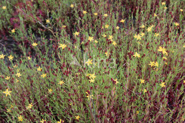 Irish St John’s-wort (Hypericum canadense)