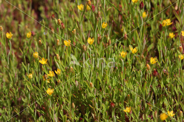 Irish St John’s-wort (Hypericum canadense)