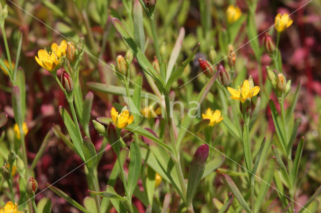Irish St John’s-wort (Hypericum canadense)