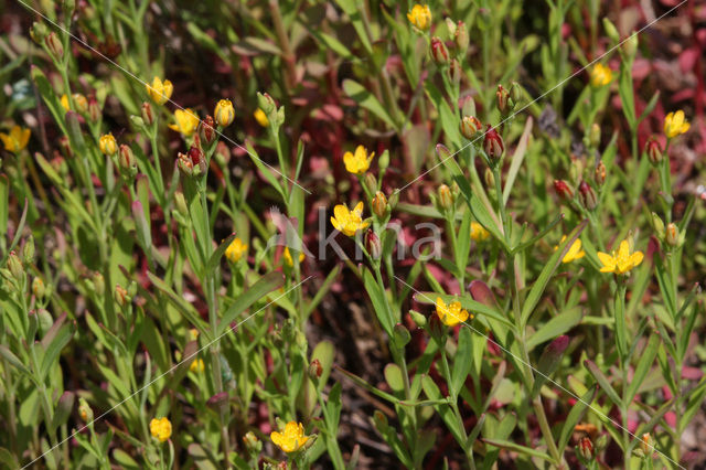 Canadees hertshooi (Hypericum canadense)