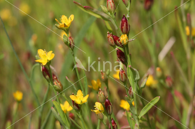 Canadees hertshooi (Hypericum canadense)