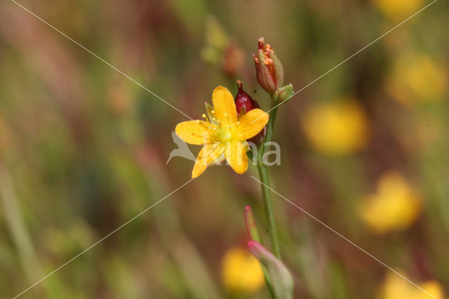 Canadees hertshooi (Hypericum canadense)