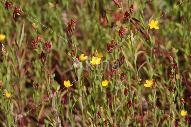 Irish St John’s-wort (Hypericum canadense)