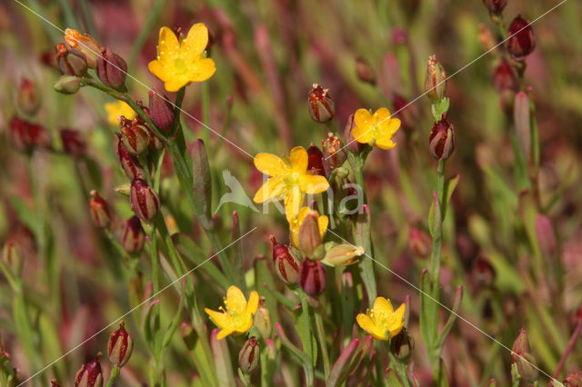 Canadees hertshooi (Hypericum canadense)