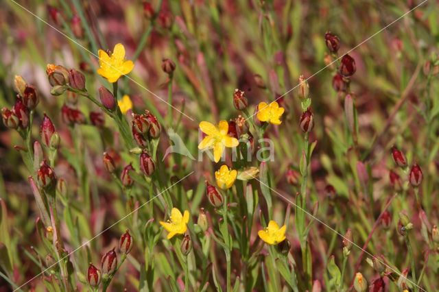 Irish St John’s-wort (Hypericum canadense)