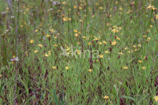 Canadees hertshooi (Hypericum canadense)