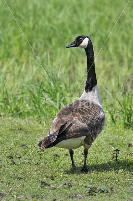 Canada Goose (Branta canadensis)