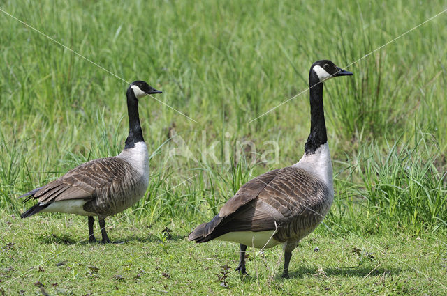 Canadese Gans (Branta canadensis)