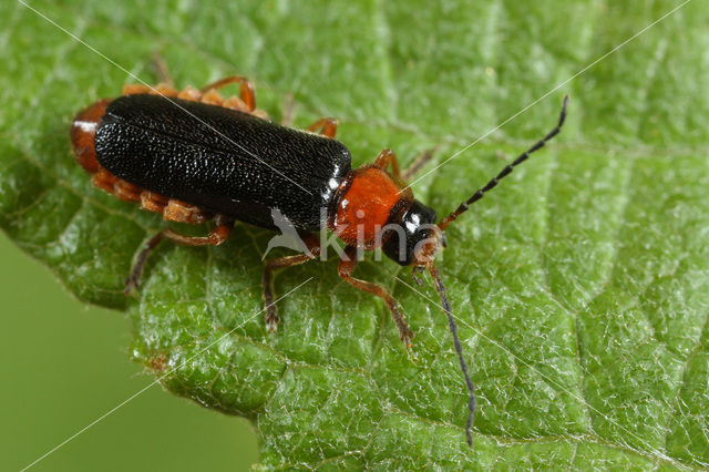 Cantharis flavilabris