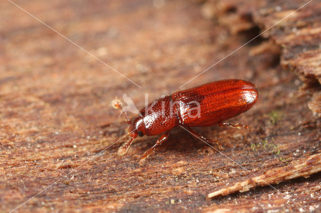 Cerylon ferrugineum