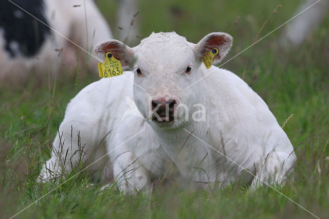 Charolais Cow (Bos domesticus)