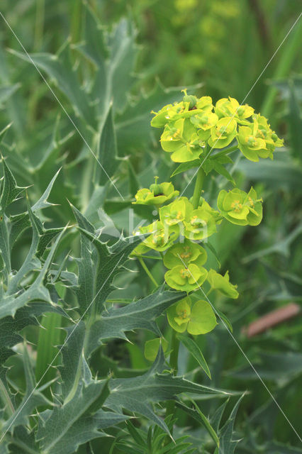 Cypress Spurge (Euphorbia cyparissias)