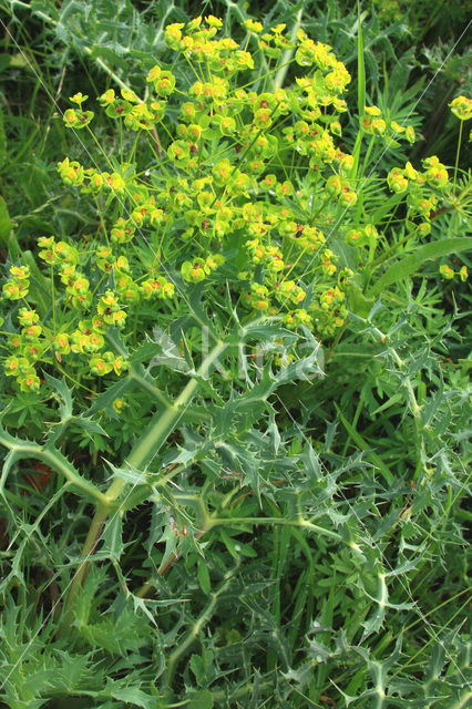 Cypress Spurge (Euphorbia cyparissias)