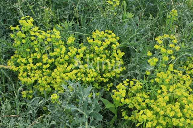 Cypress Spurge (Euphorbia cyparissias)