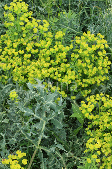 Cypress Spurge (Euphorbia cyparissias)