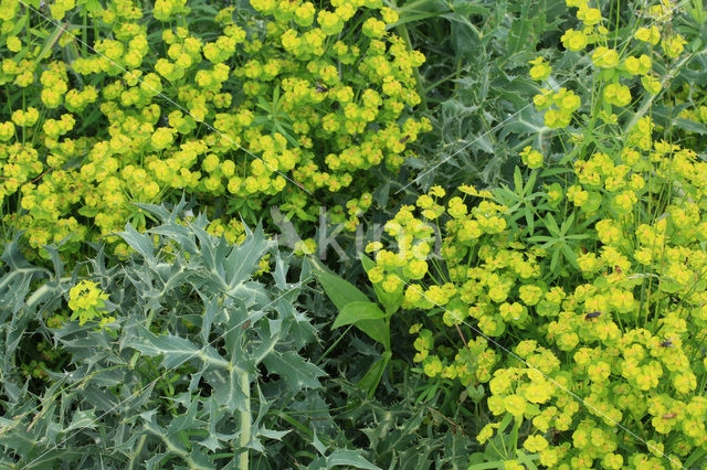 Cypress Spurge (Euphorbia cyparissias)