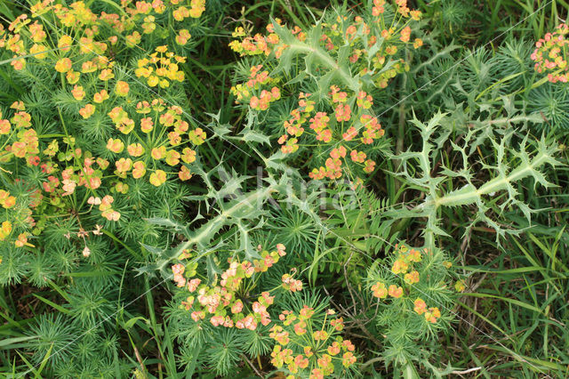 Cypress Spurge (Euphorbia cyparissias)