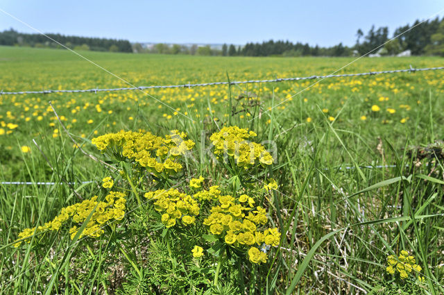 Cypress Spurge (Euphorbia cyparissias)