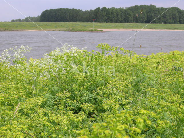 Cypress Spurge (Euphorbia cyparissias)