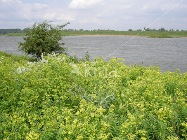 Cypress Spurge (Euphorbia cyparissias)