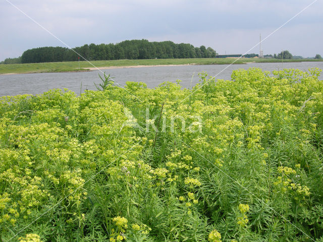 Cypress Spurge (Euphorbia cyparissias)