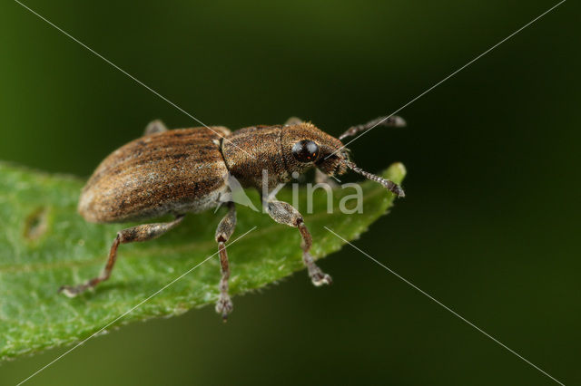 Clover root weevil (Sitona lepidus)