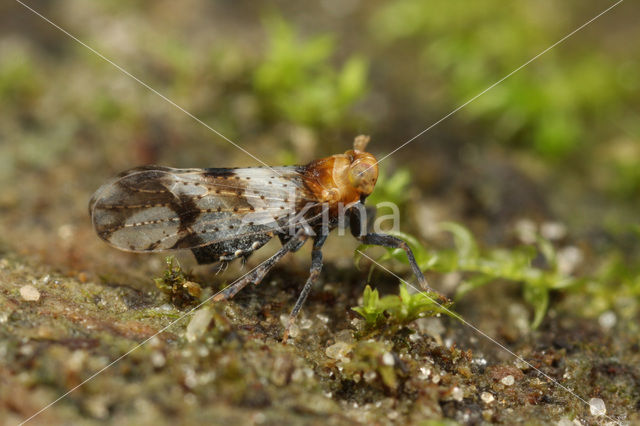 Conomelus anceps