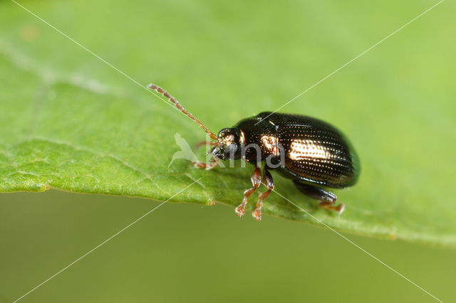 Crepidodera aurea