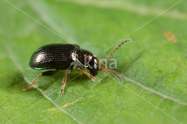 Crepidodera fulvicornis