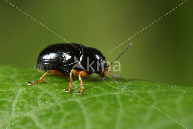 Cryptocephalus ocellatus