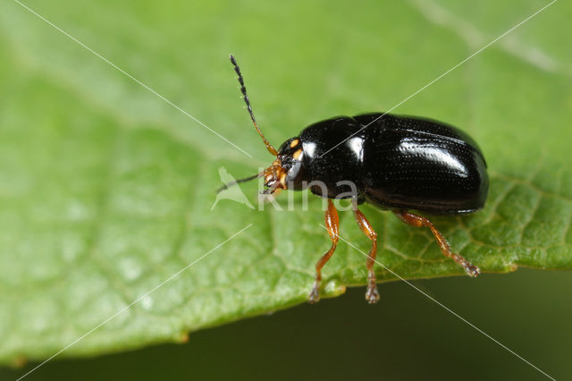 Cryptocephalus ocellatus