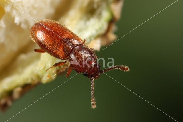 Cryptophagus dentatus