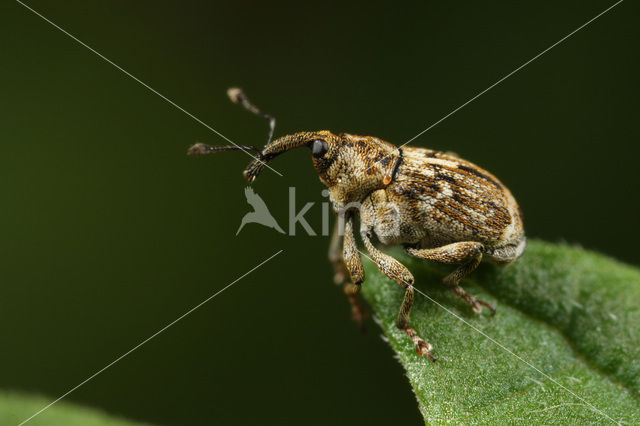 Datonychus melanostictus