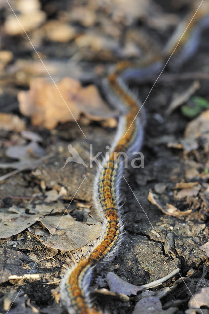 Pine processionary Moth (Thaumetopoea pityocampa)