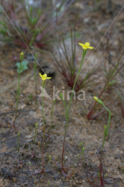 Yellow Centaury (Cicendia filiformis)