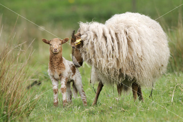 Drents heideschaap (Ovis domesticus)