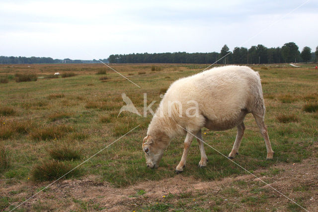 Drents heideschaap (Ovis domesticus)