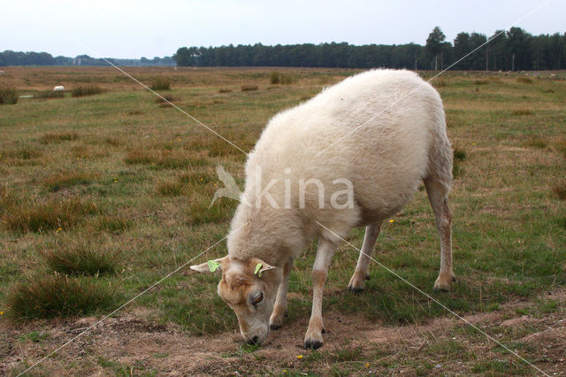 Drents heideschaap (Ovis domesticus)