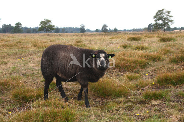 Drents heideschaap (Ovis domesticus)