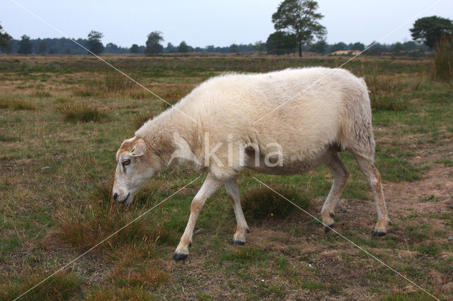 Drents heideschaap (Ovis domesticus)