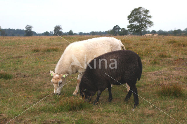 Drents heideschaap (Ovis domesticus)