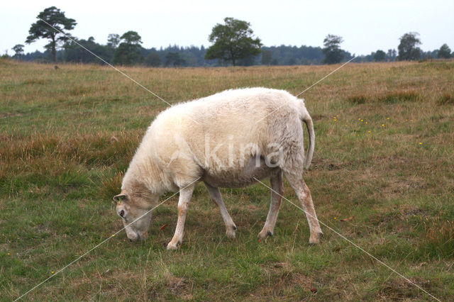 Drents heideschaap (Ovis domesticus)